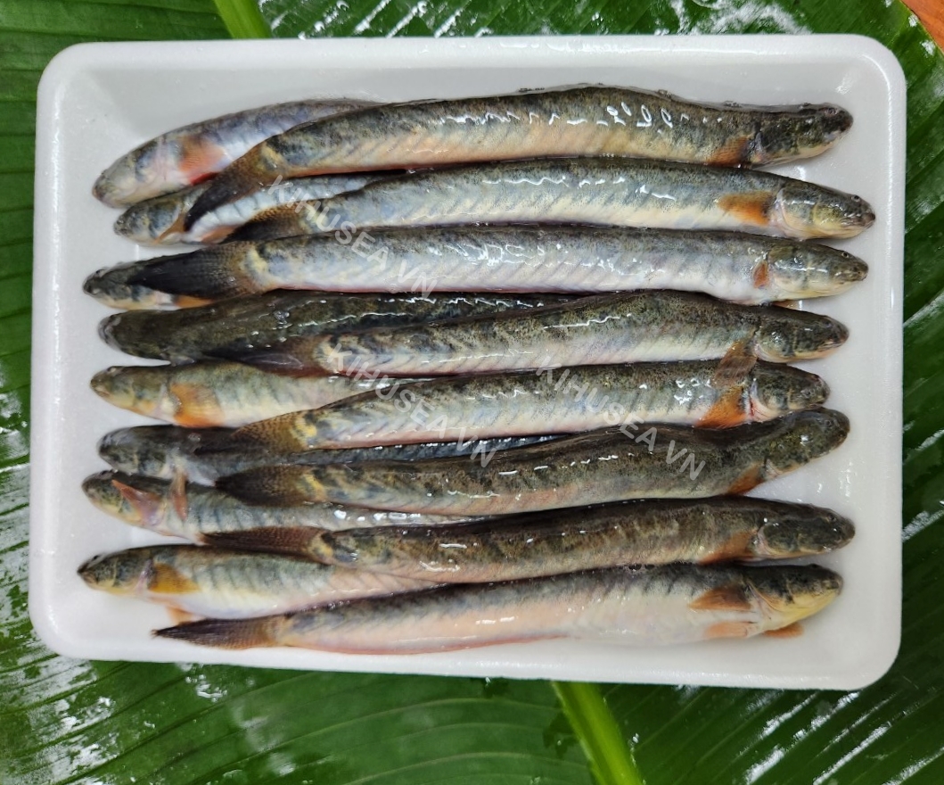 Frozen whole round Spiny Goby